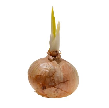 Beyaz arkaplanda soğan izole edildi