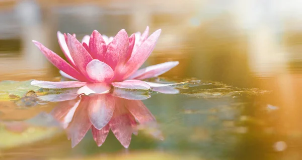 Růžová Lilie Jezírku Slunečního Světla Doba Květu Lotosu — Stock fotografie