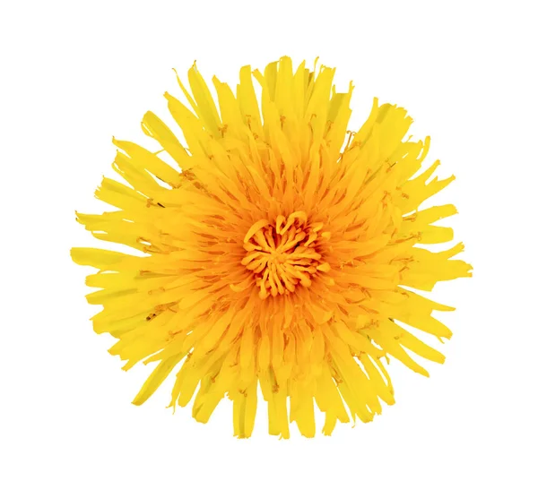 Odizolowane Zbliżenie Zdjęcie Żółtego Kwiatu Mniszka Lekarskiego — Zdjęcie stockowe