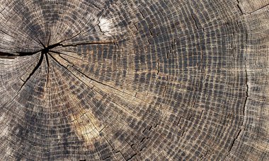 Arkaplan olarak doğal desenli ahşap bir doku. Bir ağacın kesiti