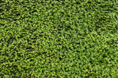 yeşil bitki duvarının dokusu