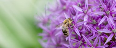 Arıya yakın pembe çiçek, güneş ışığı