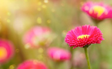 Pembe bir çiçeğe yaklaş