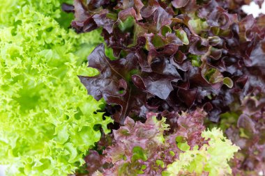 Bahçedeki marul dokusunu.