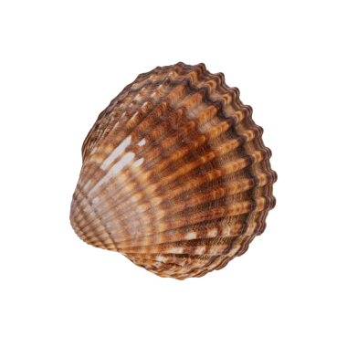 Beyaz arkaplanda deniz kabuğu izole