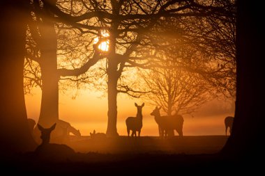 Bahar 'ın puslu gündoğumunda geyik, Bushy Park, Londra