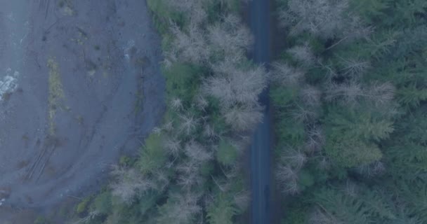 Vista Volo Uccello Una Strada Asfaltata Nella Foresta Nazionale Gifford — Video Stock