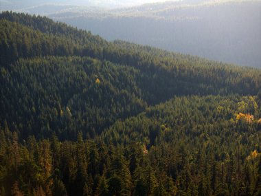 Orman manzarası güneş ışığıyla yıkanmış vahşi doğanın doğal güzelliğini ve huzurunu vurguluyor..