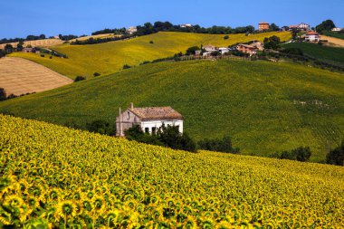 Montelupone, Macerata, Marche, İtalya - 07 Temmuz 2010: Ortalarında terk edilmiş bir ev ile çiçek açmış ayçiçekleri dolu ekili tepeler.