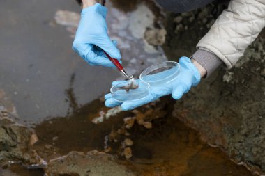 Konum Bilimadamı Kirli Arazi Örnekleri alıyor ve Petri Çanağı Kapalı İnceleme