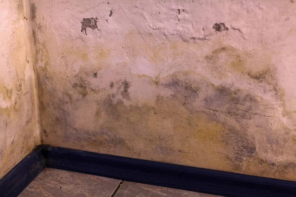 Mold on the Walls in the Basement of a house Indoors