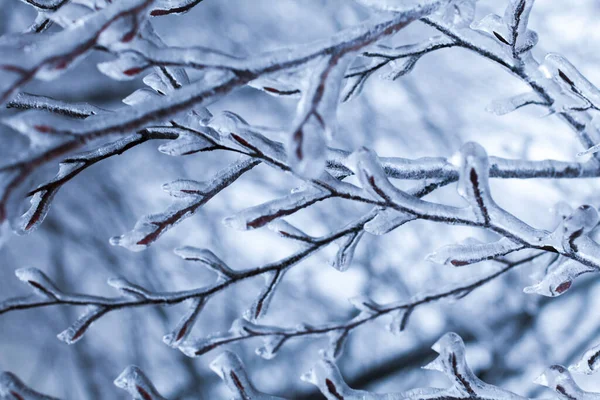 Sleet - Frozen Ice on Trees That Cause a lot of Environmental Damage