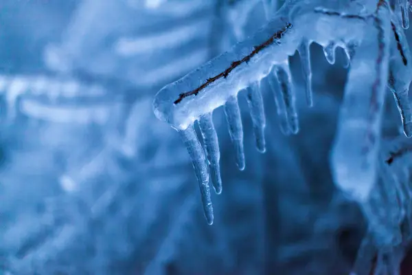 Заморожені Ультрахолодні Температури Покриття Гілок Дерев — стокове фото