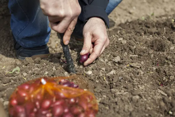 大人の手で土にタマネギの種を植える — ストック写真