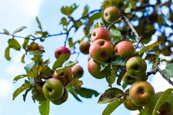 Organic Apples from Old Apple Trees in Slovenia