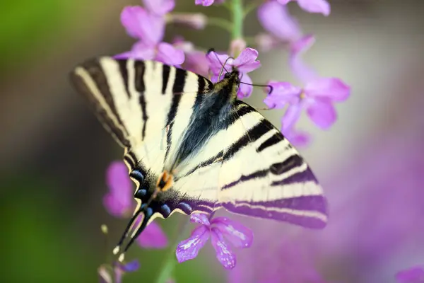 Butterfly Swallow Scarce Swallowtail Iphiclides Podalirius — Stock Photo, Image