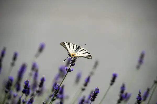 Метелик Ластівка Ластівчине Хвіст Іфіклідес Подальший — стокове фото