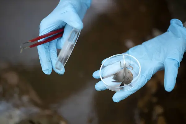 Examining Bird Feather in Petri Dish Close Up