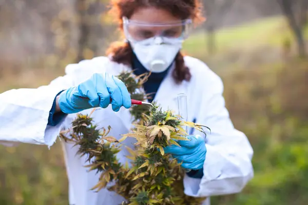 Quality Control Agriculture Worker Taking a Sample of Medical Marijuana Cannabis Bud Outdoors