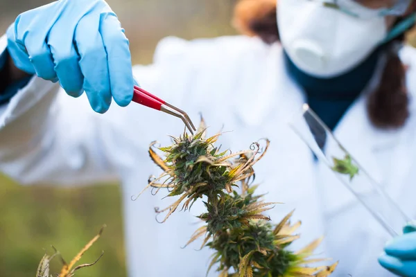 Quality Control Biologist Taking a Sample of Medical Marijuana Cannabis Bud Outdoors