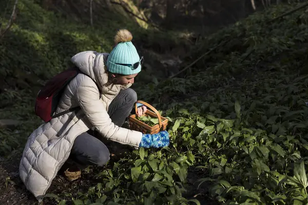 大人の白人女性の専門家は森の屋外の春のデトックスのための野生のニンニクの葉を拾います — ストック写真