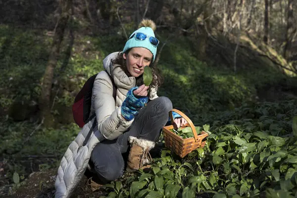 医学野生植物女性専門家アリウムウリシンラムソンワイルドガーリックの葉を調べ 毒性のあるものとそれを間違えず 彼女のバスケットに入れる — ストック写真