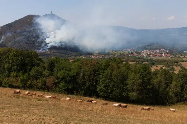 グルガー スロベニアのカントリーサイドでの広範な森林火災 — ストック写真