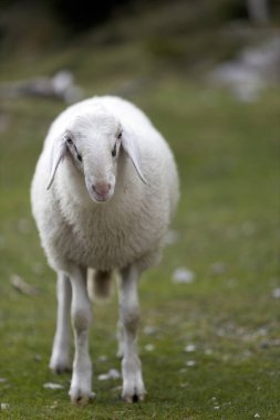 Kamera Dikey Fotoğrafa Bakan Beyaz Koyun