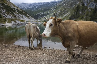 Slovenya 'daki Krn Dağı' nın altındaki Alp Gölü 'ne yakın otlaktaki Dairy İnekleri