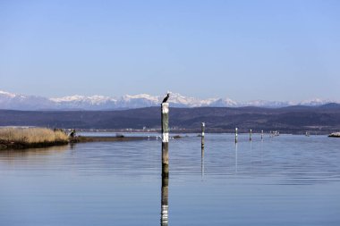 Soca Nehri Deltası - İtalya 'da Isonzo Arkasında Triglav Dağı olan Karabatak Balıkçılığı