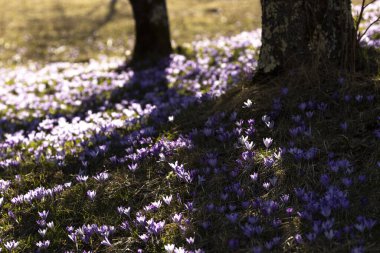 Slovenya 'da Saffron Bahar Çiçekleri Alp Öncesi Ortamı