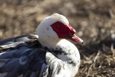 Muscovy Duck 'ın erkeği - Cairina Moschata