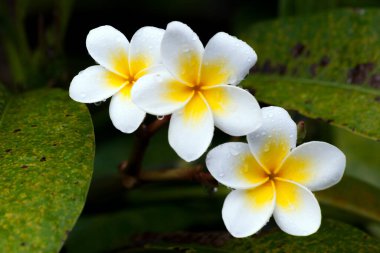 Fabrikasında Üç Frangipani Tropikal Çiçeği Tam Çerçeve Yakından - Maldivler Cumhuriyeti, Hint Okyanusu