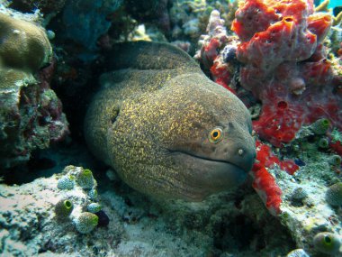 Sarı kenarlı Moray Yılanbalığı - Maldivler 'in mercan kayalıklarında jimnastik Flavimarginatus