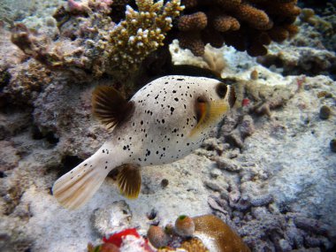 Siyah Benekli Kirpi Balığı - Arothron - Maldivler resifinde Arothron Nigropunctatus