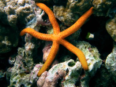 Linckia Laevigata - denizyıldızı - Maldivler