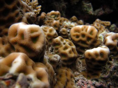 Favorileri Halicora - Maldivler 'in mercan kayalıklarına yakın sert mercan