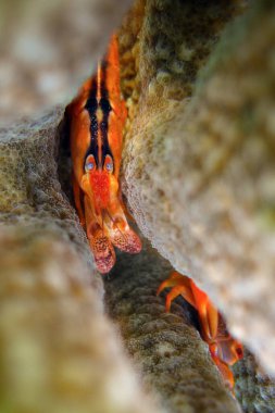 Alpheus sp. - Maldivler 'in mercan kayalıklarında Alpheidae.