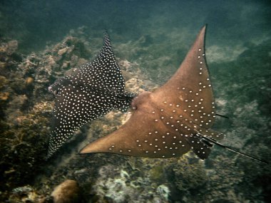 İki benekli kartal ışını - Aetobatus Narinari birbirini takip ediyor ya da Maldivler 'in mercan kayalıklarında avlanıyor.