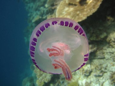 Thysanostoma Flagellata - Maldivler denizinde denizanası.