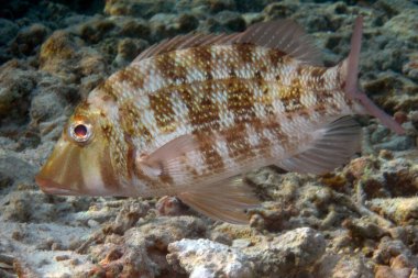 Mangrove Red Snapper - Lutjanus Argentimaculatus - Mangrove Jack - Maldivler 'in mercan resiflerindeki doğal ortamında deniz levreği.