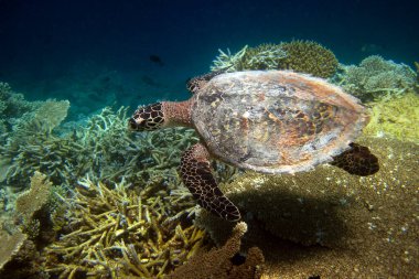 Şahin gagalı deniz kaplumbağası - Maldivler 'in mercan resiflerinin vahşi doğal ortamında Eretmochelys imbricata.