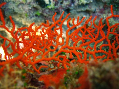 Deniz yelpazesi - Anthothelidae - Yumuşak Mercan Maldivler 'in Mercan Kayalıkları.
