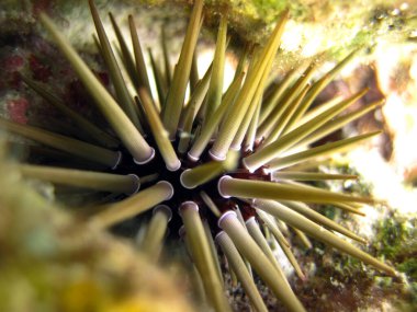 Echinometra Mathaei - Kazıcı deniz kestanesi - Maldivler 'deki mercan kayalıklarında deniz kestanesi.