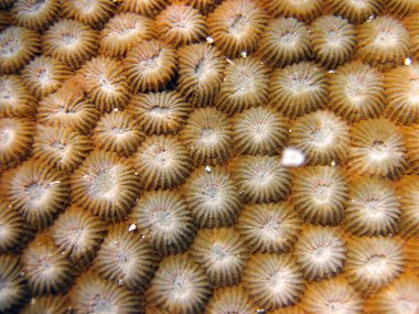 Diploastrea Heliopora - Diploastrea Brain Coral - Balpeteği Mercanı Maldivler 'deki makroyu kapatın