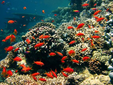 Maldivler 'in mercan resiflerindeki doğal ortamlarında küçük kırmızı balıklar sürüsü.