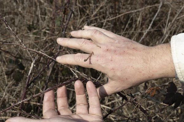 Picking Up Herbs Torn in Hands Close Up