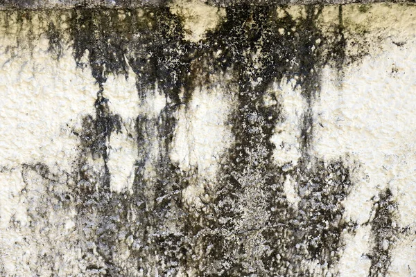 Mold on Rotten Wall Background Full frame