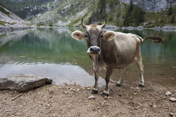 Julian Alps Slovenya 'daki Krn Dağı' nın Alp Gölü kıyısındaki kameralara bakan süt hayvanları