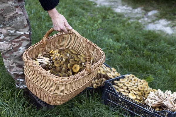 Woman Holding a Basket full of Armillaria or Honey Fungi from Forest Picking Up Walk in Autumn
